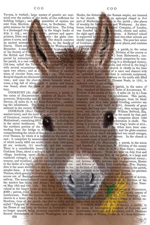 Donkey Yellow Flower Book Print