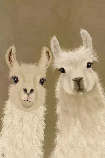 Llama Duo, Looking at You by Fab Funky canvas print