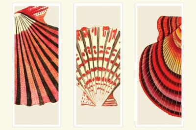 Red and Cream Shells by Fab Funky canvas print