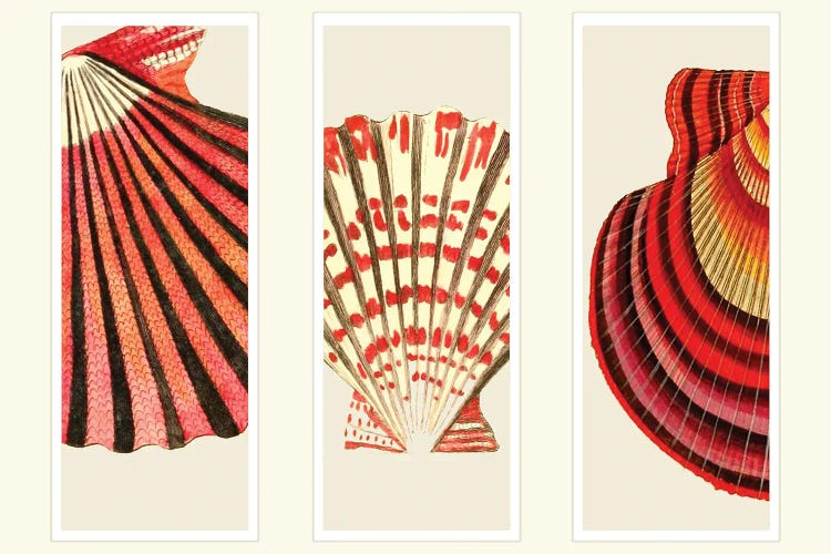 Red and Cream Shells
