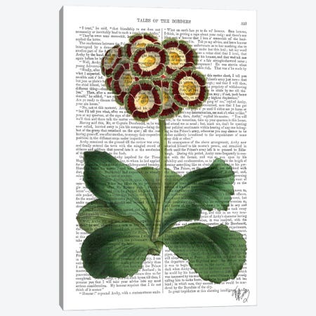 Primula Auricula Canvas Print #FNK71} by Fab Funky Canvas Wall Art