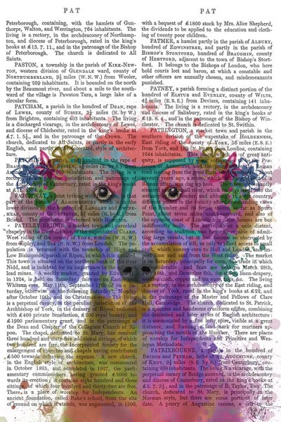 Rainbow Splash Weimaraner, Portrait, Print BG by Fab Funky framed canvas print