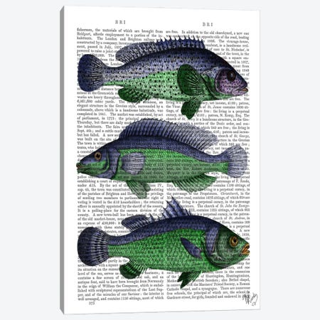 Blue & Green Fish Trio Canvas Print #FNK914} by Fab Funky Canvas Print