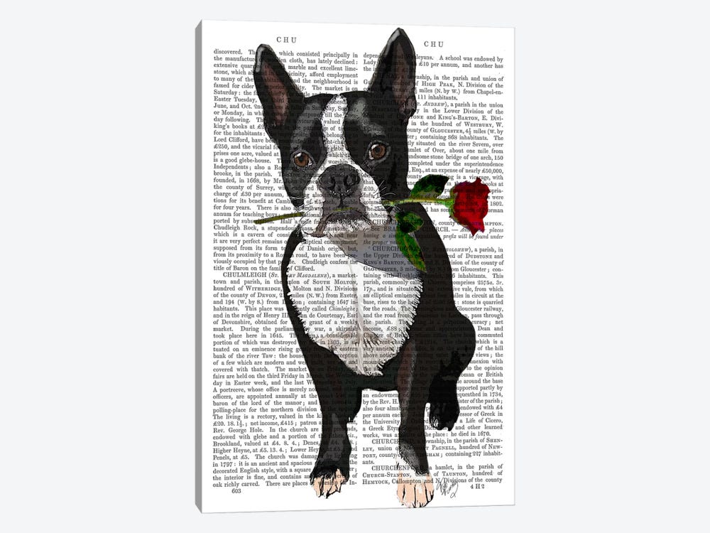 Boston Terrier With Rose In Mouth by Fab Funky 1-piece Canvas Art