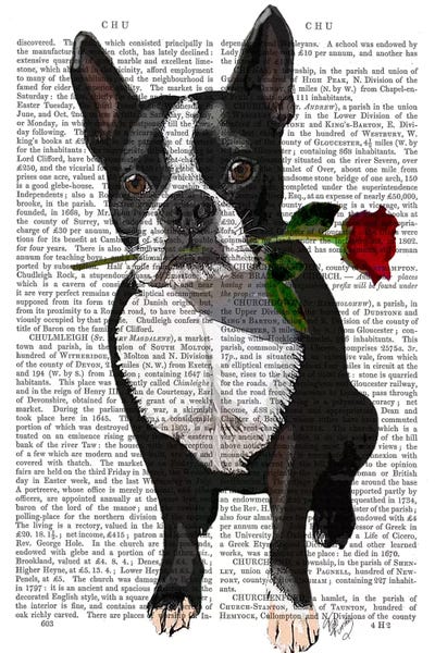 Terriers: Boston Terrier With Rose In Mouth by Fab Funky