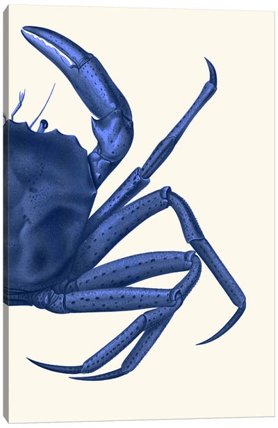 Contrasting Crab In Navy Blue II Canvas Art Print - Crab Art