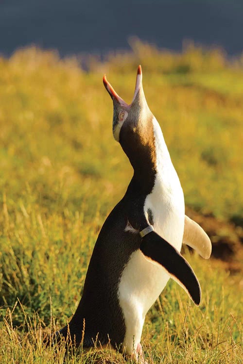 Yellow-Eyed Penguin, Katiki Point, Otago Region, South Island, New Zealand