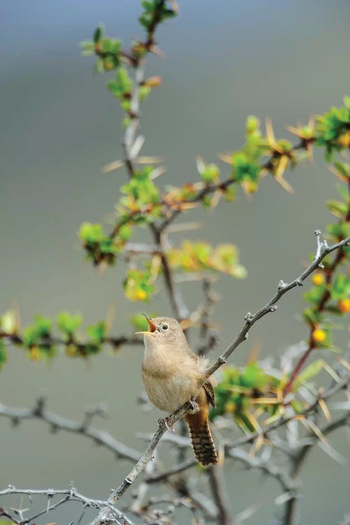 Chile, Aysen, Valle Chacabuco. House Wren in Patagonia Park.