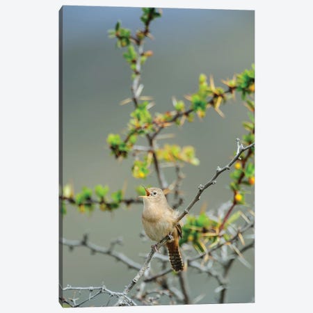 Chile, Aysen, Valle Chacabuco. House Wren in Patagonia Park. Canvas Print #FNO2} by Fredrik Norrsell Canvas Artwork