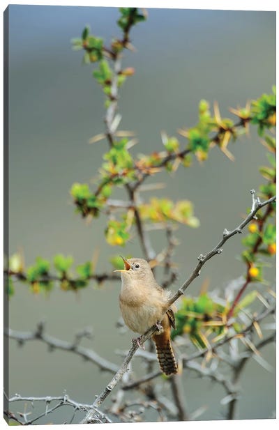 Chile, Aysen, Valle Chacabuco. House Wren in Patagonia Park. Canvas Art Print - Chile Art