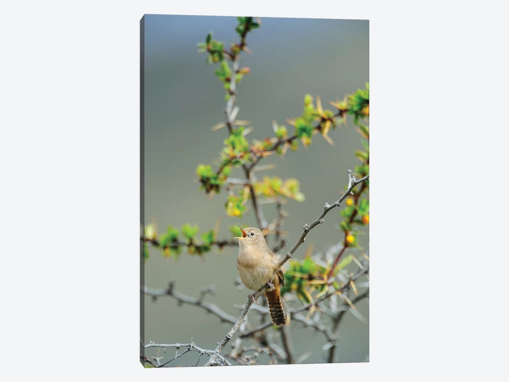 Chile, Aysen, Valle Chacabuco. House Wren in Patagonia Park. by Fredrik Norrsell 1-piece Canvas Print