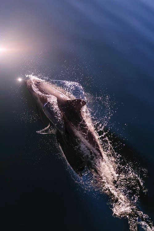 Chile, Patagonia, Lake District. Peale's Dolphin in Estero Cahuelmo.