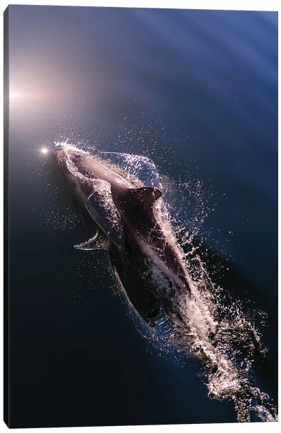Chile, Patagonia, Lake District. Peale's Dolphin in Estero Cahuelmo. Canvas Art Print