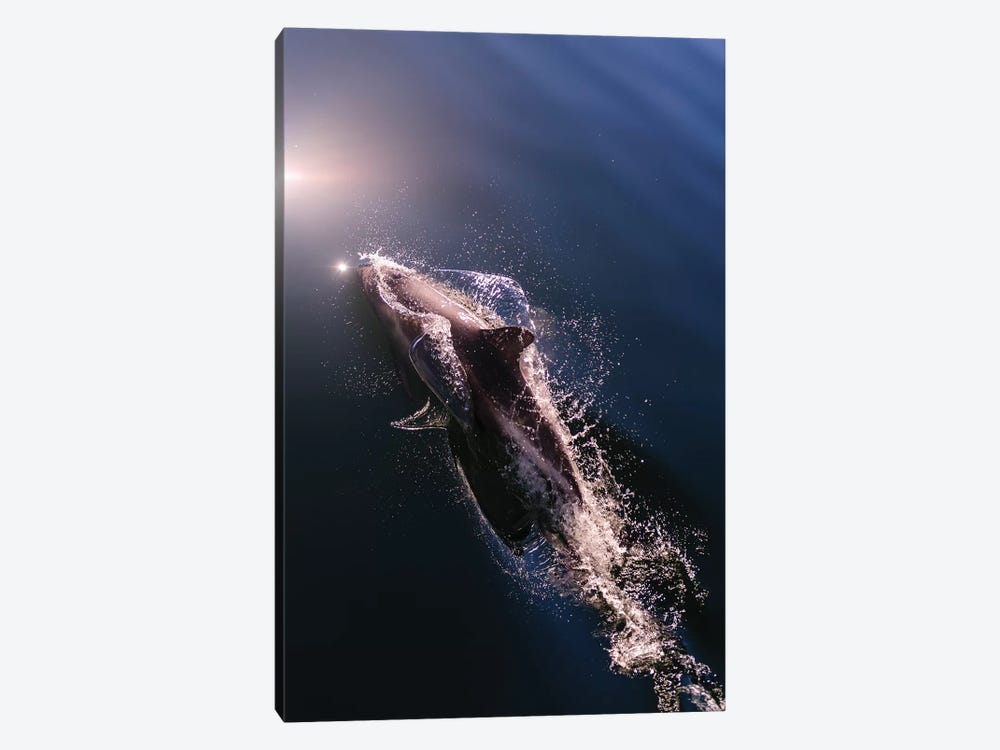 Chile, Patagonia, Lake District. Peale's Dolphin in Estero Cahuelmo. by Fredrik Norrsell 1-piece Canvas Art