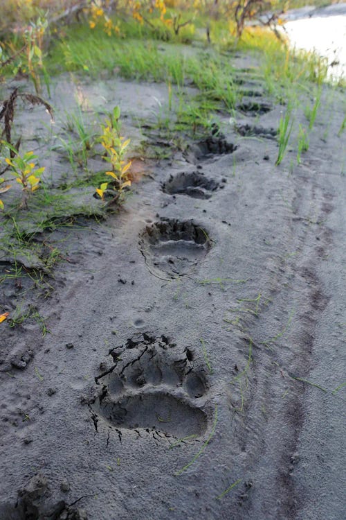 USA, Alaska, Noatak National Preserve Fresh Tracks From A Brown Bear