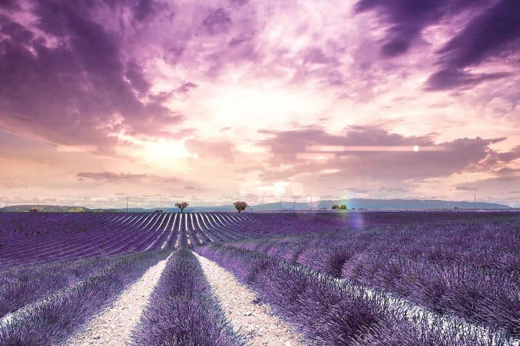 The Wonder Of Lavender Fields In South Of France, Valensole