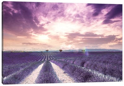 The Wonder Of Lavender Fields In South Of France, Valensole Canvas Art Print - Florian Olbrechts