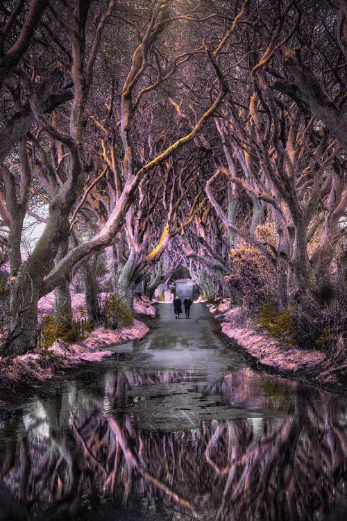 Dark Hedges