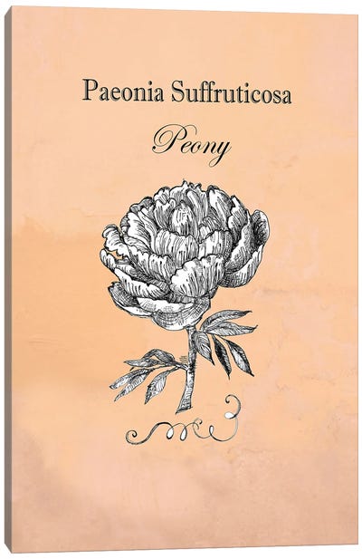 Peony - Botanical I Canvas Art Print
