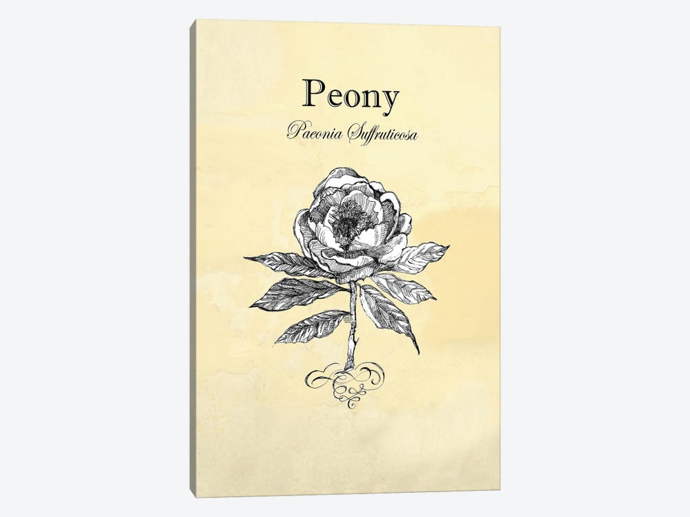 Peony - Botanical II by Fanitsa Petrou 1-piece Canvas Art Print