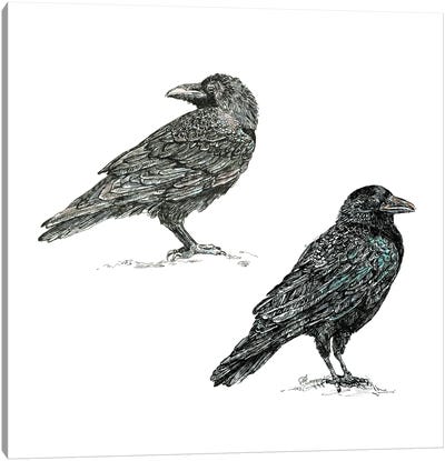 Crows Canvas Art Print - Fanitsa Petrou