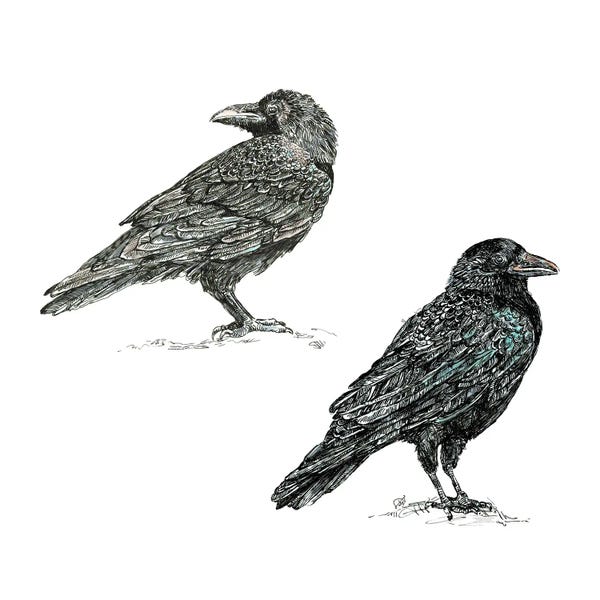 Fanitsa Petrou: Crows by Fanitsa Petrou