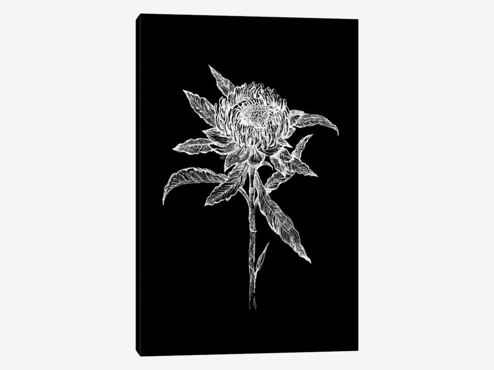 Flower Drawing In Black And White by Fanitsa Petrou 1-piece Canvas Wall Art