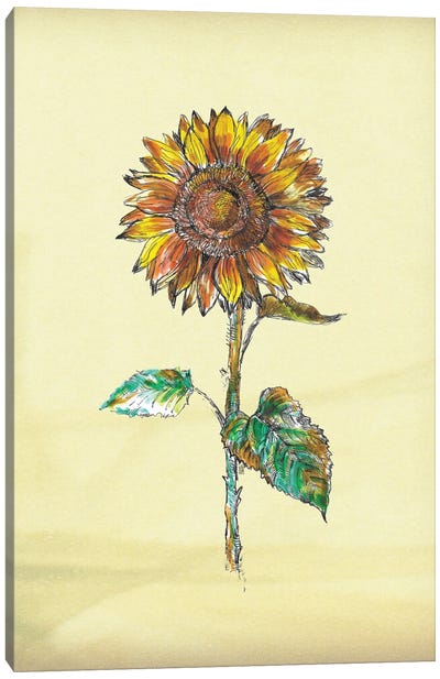 Sunflower I Canvas Art Print - Botanical Illustrations