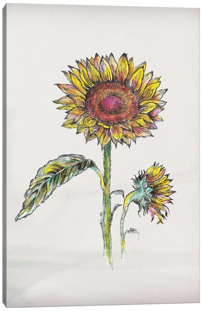 Sunflower III Canvas Art Print - Botanical Illustrations