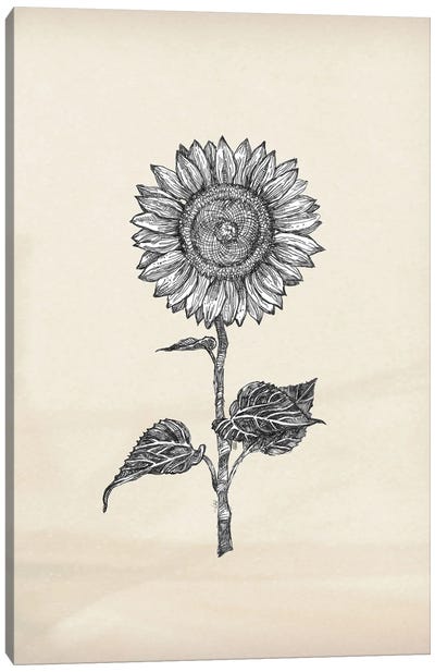Sunflower - 4 Canvas Art Print - Botanical Illustrations