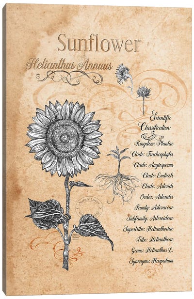Sunflower - Botanical II Canvas Art Print - Botanical Illustrations