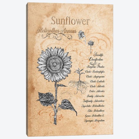 Sunflower - Botanical II Canvas Print #FPT229} by Fanitsa Petrou Canvas Art