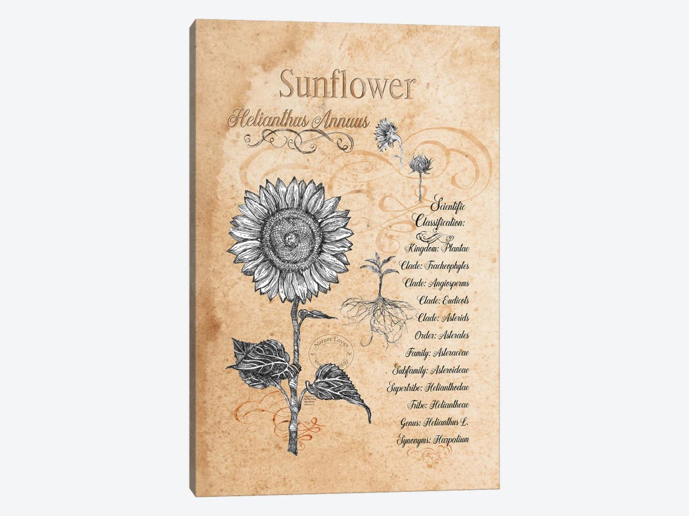 Sunflower - Botanical II by Fanitsa Petrou 1-piece Canvas Art