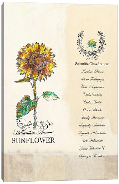 Sunflower - Botanical III Canvas Art Print - Botanical Illustrations
