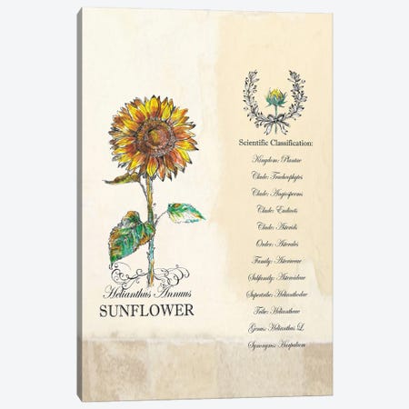 Sunflower - Botanical III Canvas Print #FPT230} by Fanitsa Petrou Canvas Art Print