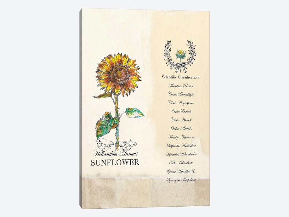 Sunflower - Botanical III by Fanitsa Petrou 1-piece Canvas Art
