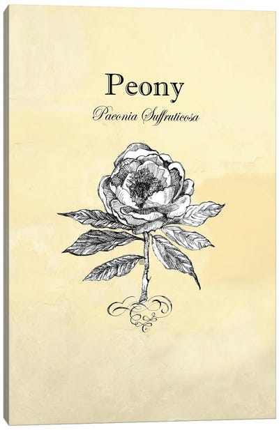 Peony - Botanical I Canvas Art Print - Botanical Illustrations