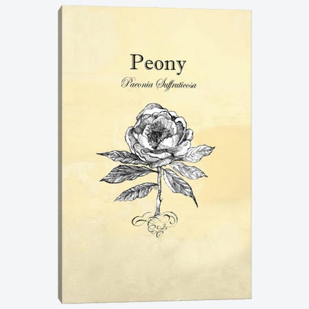Peony - Botanical I Canvas Print #FPT231} by Fanitsa Petrou Art Print