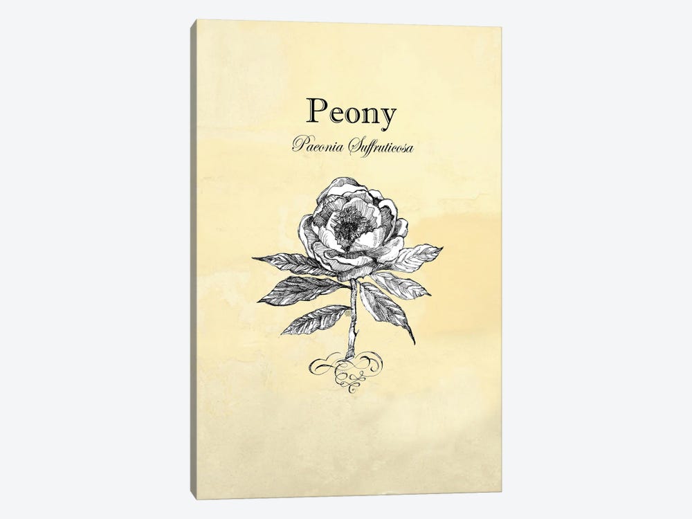 Peony - Botanical I by Fanitsa Petrou 1-piece Canvas Print