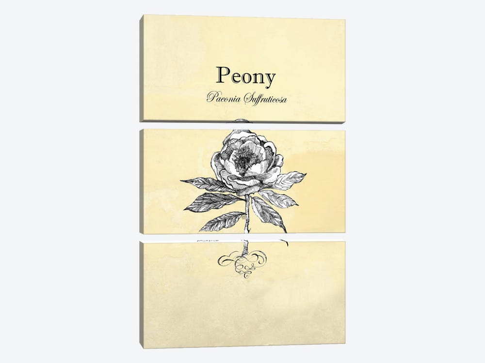 Peony - Botanical I by Fanitsa Petrou 3-piece Canvas Print