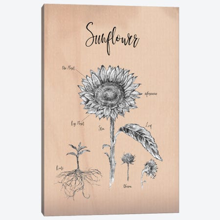 Sunflower - Botanical IV Canvas Print #FPT233} by Fanitsa Petrou Canvas Art Print