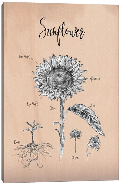 Sunflower - Botanical IV Canvas Art Print - Botanical Illustrations