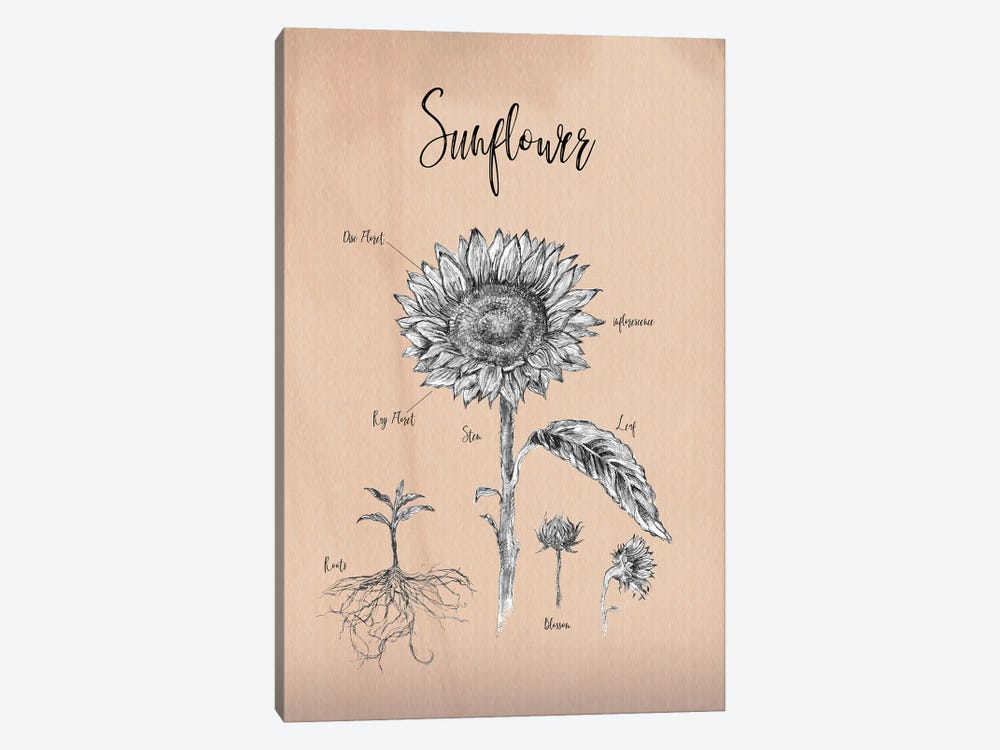 Sunflower - Botanical IV by Fanitsa Petrou 1-piece Canvas Art Print