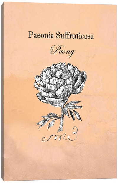 Peony - Botanical III Canvas Art Print