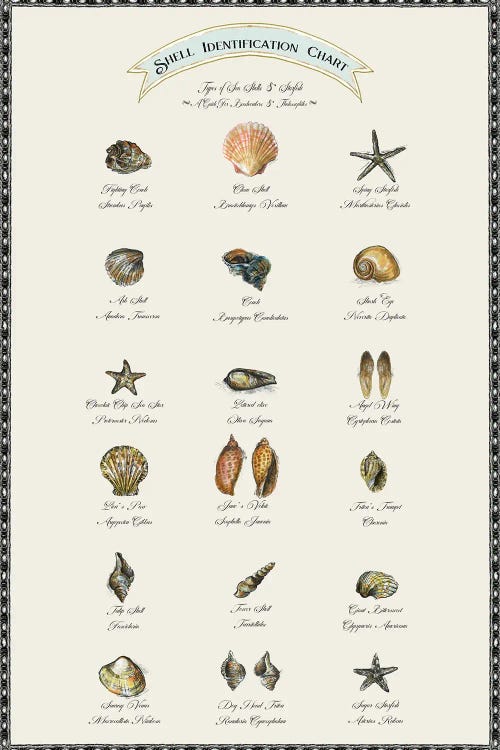 Shell Identification Chart by Fanitsa Petrou wall art