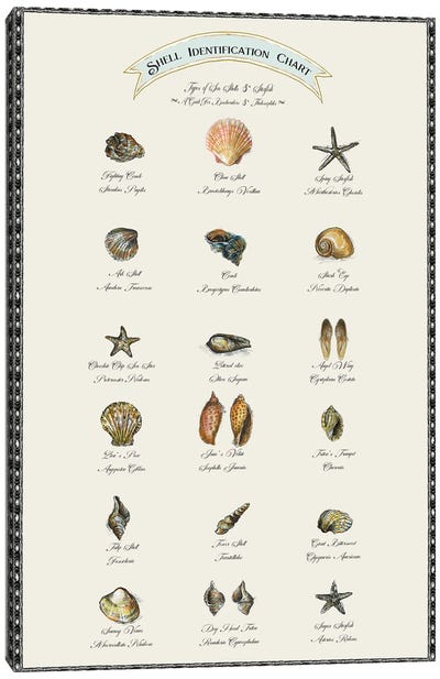 Shell Identification Chart Canvas Art Print - Fanitsa Petrou