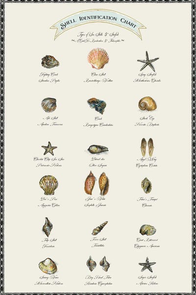 Cottagecore Goes Coastal: Shell Identification Chart by Fanitsa Petrou