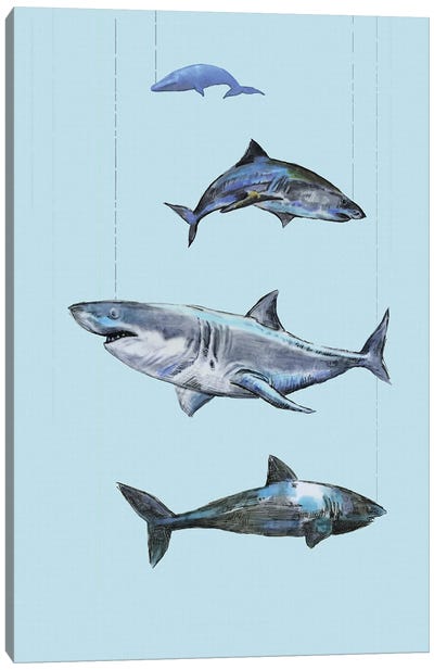 Four Sharks Canvas Art Print - Shark Art