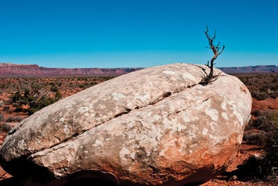 USA, Utah, Bluff. Creosote bush growing from boulder by Bernard Friel art print
