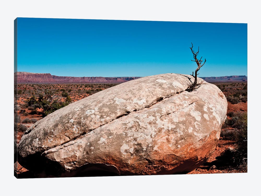 USA, Utah, Bluff. Creosote bush growing from boulder by Bernard Friel 1-piece Art Print